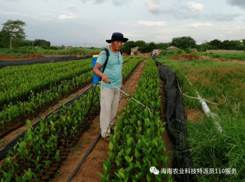 臨高昌江等地服務站專家送技術送到百姓身邊