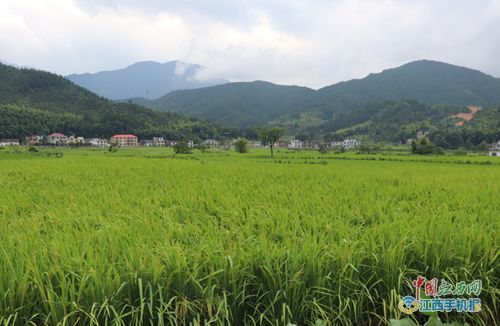 江西耘之谷農業科技發展扶貧產業基地揭牌 圖