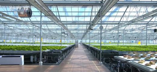 科技賦能 &ldquo;植物工廠&rdquo;讓蔬菜達到最佳生長狀態(tài)